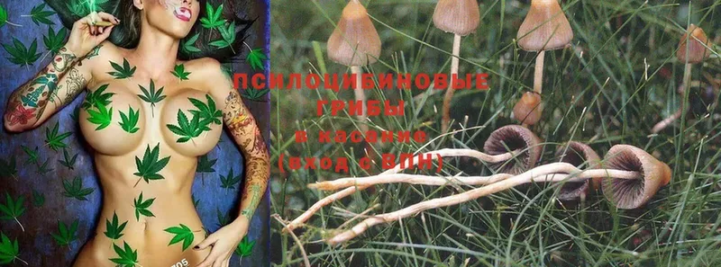 Псилоцибиновые грибы MAGIC MUSHROOMS  Бокситогорск 